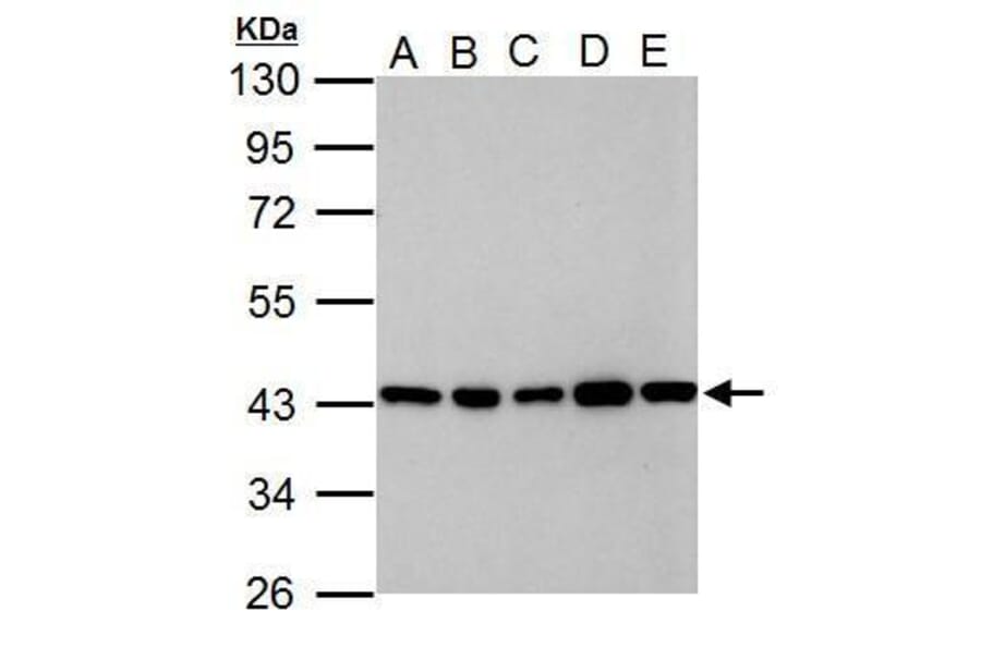 GOT2 Antibody from Signalway Antibody (35384) - Antibodies.com