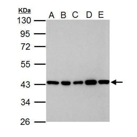 GOT2 Antibody from Signalway Antibody (35384) - Antibodies.com