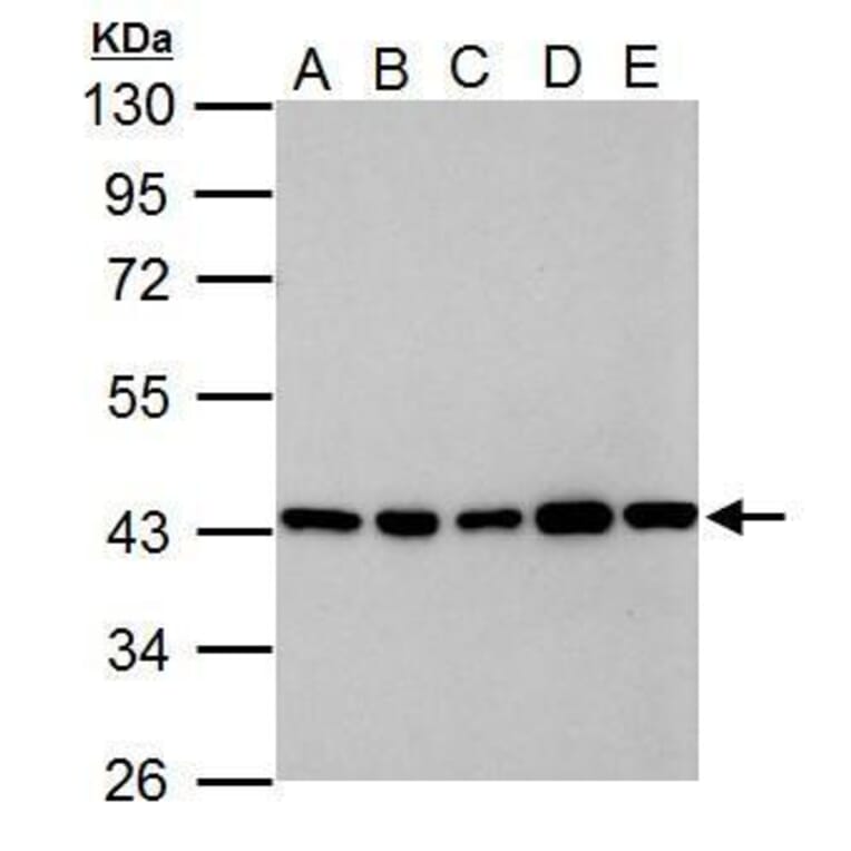 GOT2 Antibody from Signalway Antibody (35384) - Antibodies.com
