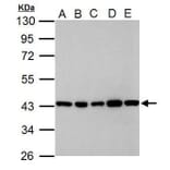 GOT2 Antibody from Signalway Antibody (35384) - Antibodies.com
