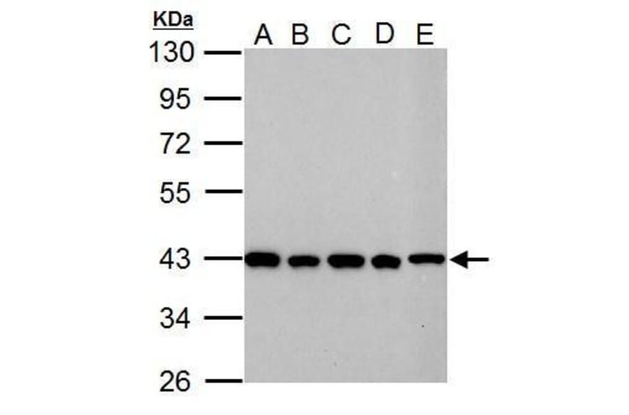 GOT2 Antibody from Signalway Antibody (35384) - Antibodies.com