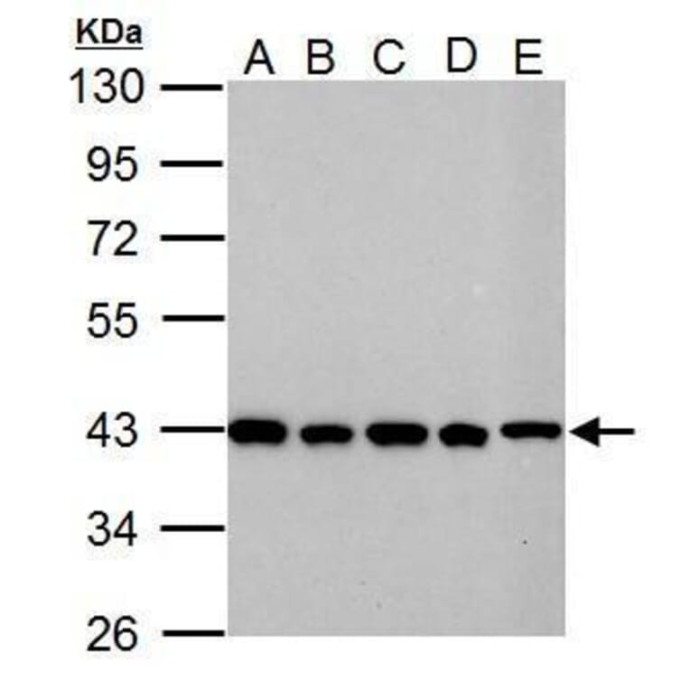 GOT2 Antibody from Signalway Antibody (35384) - Antibodies.com