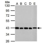 GOT2 Antibody from Signalway Antibody (35384) - Antibodies.com