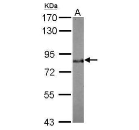 BAG3 Antibody from Signalway Antibody (35389) - Antibodies.com