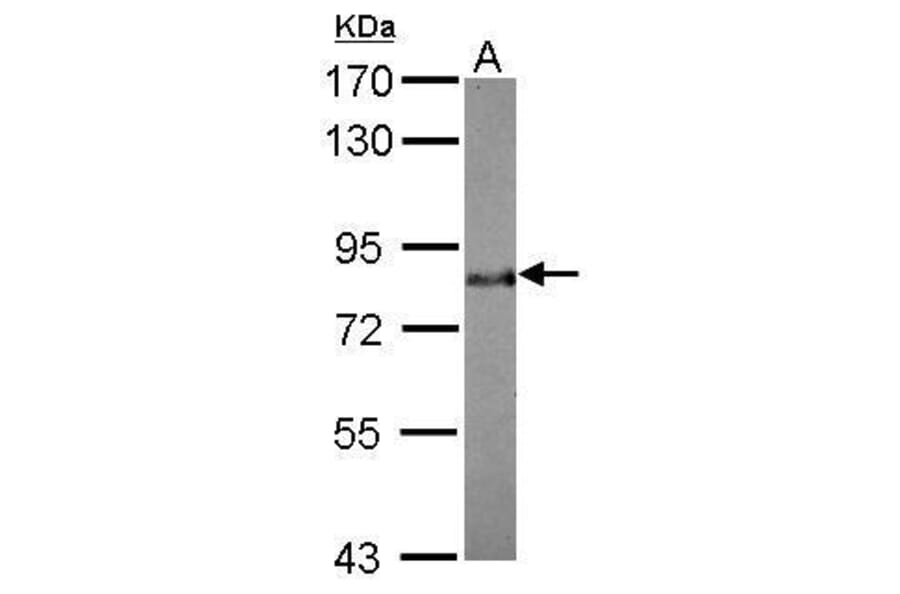 BAG3 Antibody from Signalway Antibody (35389) - Antibodies.com