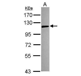 TLR5 Antibody from Signalway Antibody (35397) - Antibodies.com