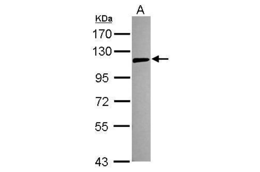 TLR5 Antibody from Signalway Antibody (35397) - Antibodies.com