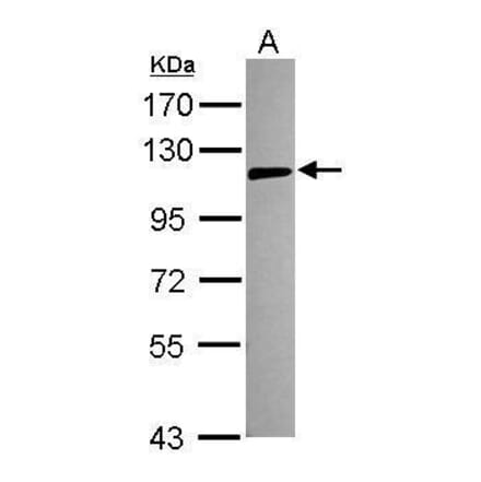 TLR5 Antibody from Signalway Antibody (35397) - Antibodies.com