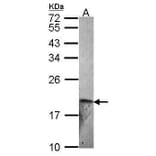 ET-2 Antibody from Signalway Antibody (35400) - Antibodies.com