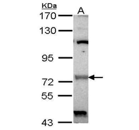 Raf1 Antibody from Signalway Antibody (35408) - Antibodies.com