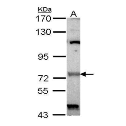 Raf1 Antibody from Signalway Antibody (35408) - Antibodies.com