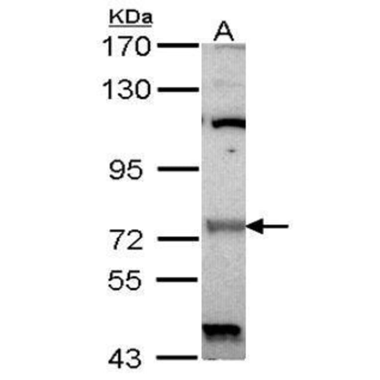 Raf1 Antibody from Signalway Antibody (35408) - Antibodies.com