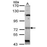 Raf1 Antibody from Signalway Antibody (35408) - Antibodies.com
