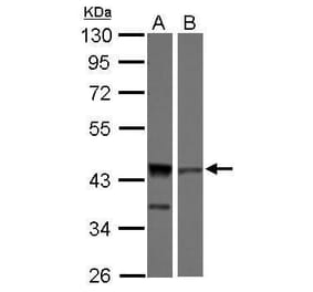ICAD Antibody from Signalway Antibody (35411) - Antibodies.com