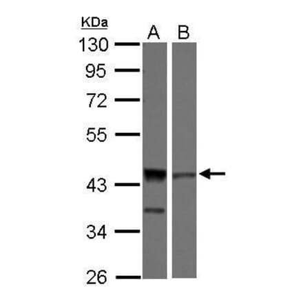 ICAD Antibody from Signalway Antibody (35411) - Antibodies.com