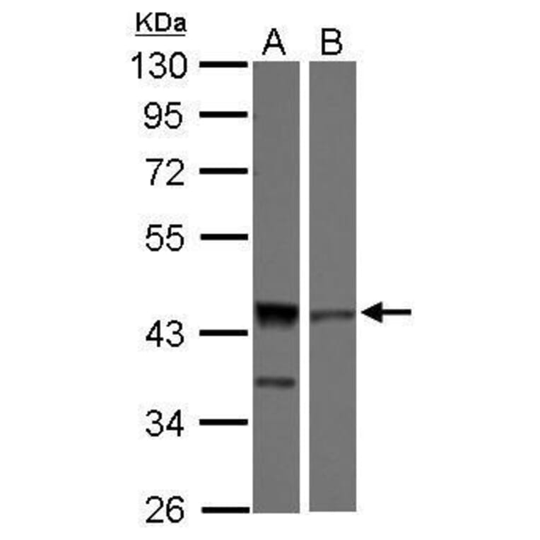 ICAD Antibody from Signalway Antibody (35411) - Antibodies.com