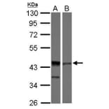ICAD Antibody from Signalway Antibody (35411) - Antibodies.com