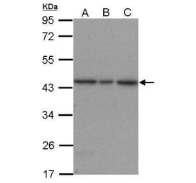 ERK2 Antibody from Signalway Antibody (35417) - Antibodies.com