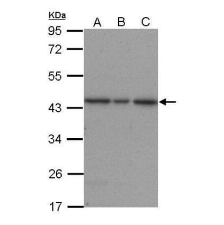 ERK2 Antibody from Signalway Antibody (35417) - Antibodies.com