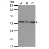 ERK2 Antibody from Signalway Antibody (35417) - Antibodies.com