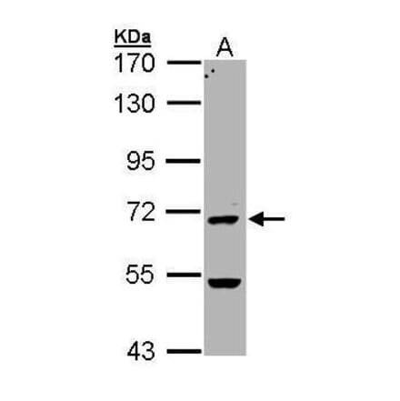 PAD4 Antibody from Signalway Antibody (35420) - Antibodies.com