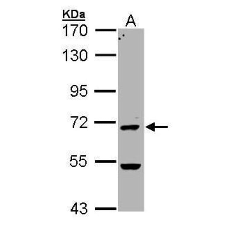 PAD4 Antibody from Signalway Antibody (35420) - Antibodies.com