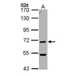 PAD4 Antibody from Signalway Antibody (35420) - Antibodies.com