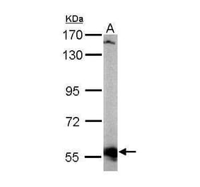 AKT3 Antibody from Signalway Antibody (35422) - Antibodies.com