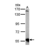 AKT3 Antibody from Signalway Antibody (35422) - Antibodies.com