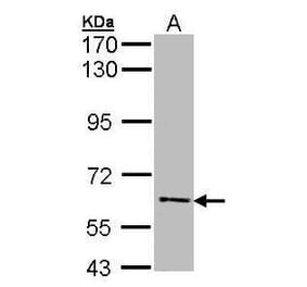 FLIP Antibody from Signalway Antibody (35423) - Antibodies.com