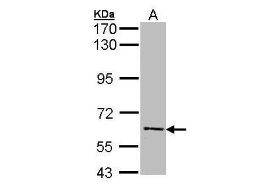 FLIP Antibody from Signalway Antibody (35423) - Antibodies.com