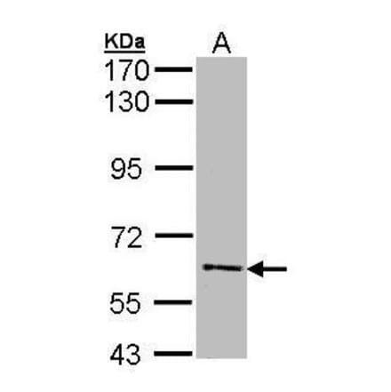 FLIP Antibody from Signalway Antibody (35423) - Antibodies.com