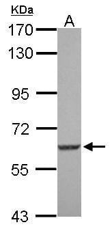 Sample (30 µg of whole cell lysate)  U87-MG 7.5% SDS PAGE #35428 diluted at 1: 1000