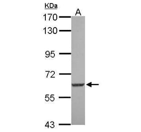SGK3 Antibody from Signalway Antibody (35428) - Antibodies.com