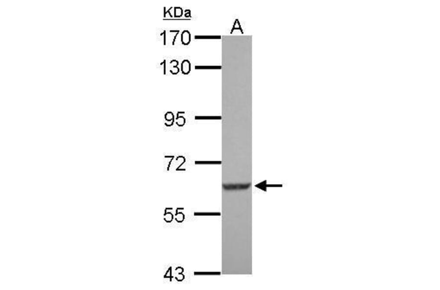 SGK3 Antibody from Signalway Antibody (35428) - Antibodies.com