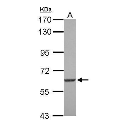 SGK3 Antibody from Signalway Antibody (35428) - Antibodies.com