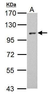Sample (30 µg of whole cell lysate)  BCL-1 7.5% SDS PAGE #35432 diluted at 1: 1000