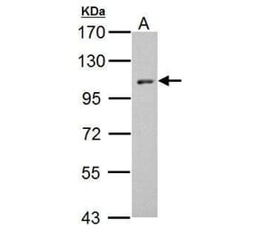 HEF1 Antibody from Signalway Antibody (35432) - Antibodies.com