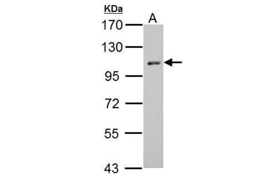 HEF1 Antibody from Signalway Antibody (35432) - Antibodies.com