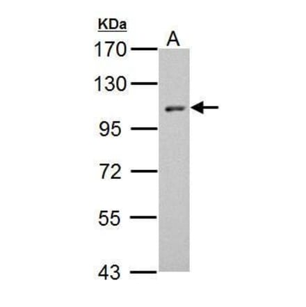 HEF1 Antibody from Signalway Antibody (35432) - Antibodies.com