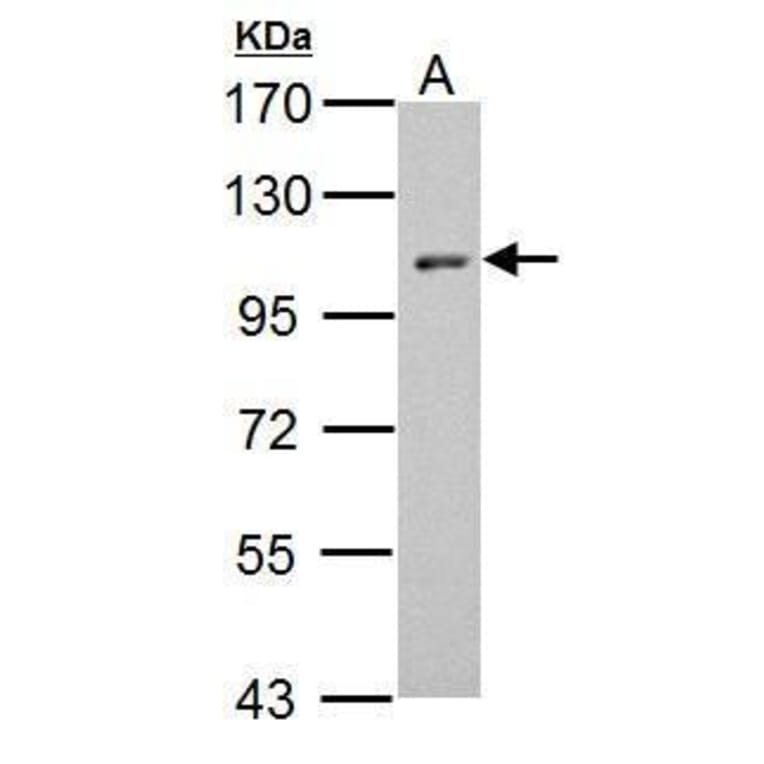 HEF1 Antibody from Signalway Antibody (35432) - Antibodies.com