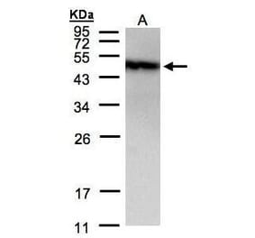 PIST Antibody from Signalway Antibody (35435) - Antibodies.com