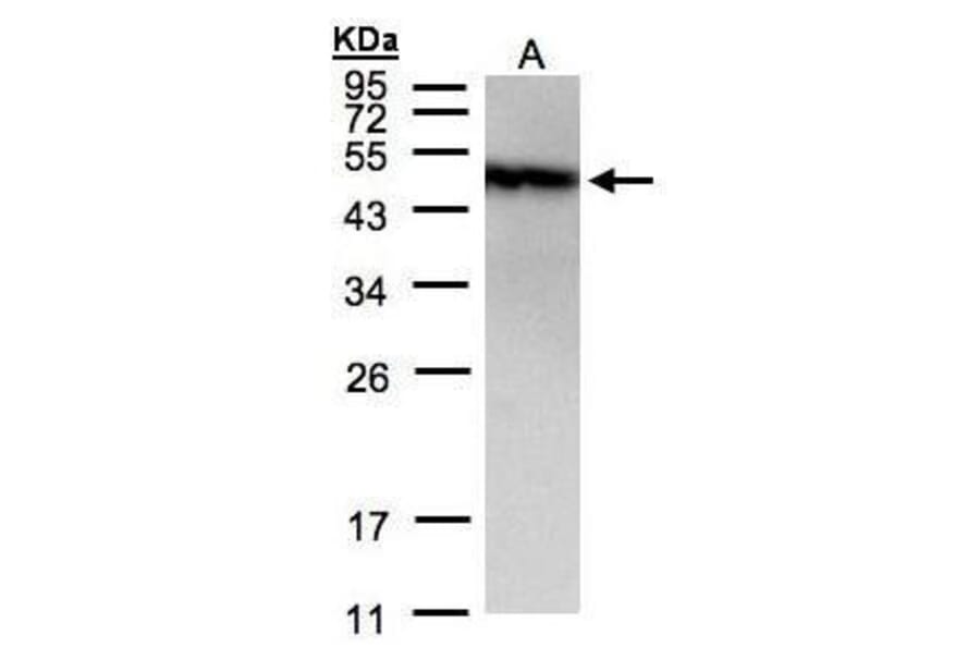 PIST Antibody from Signalway Antibody (35435) - Antibodies.com
