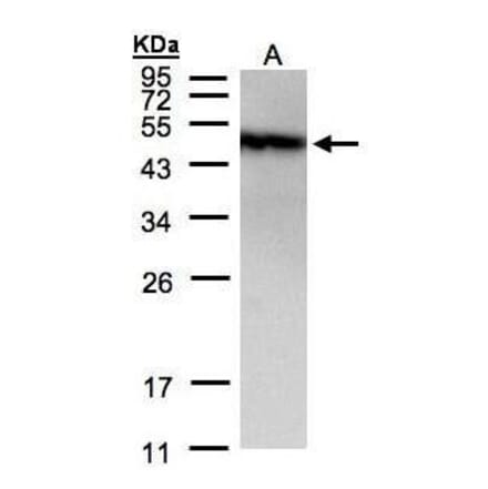PIST Antibody from Signalway Antibody (35435) - Antibodies.com