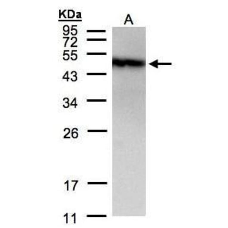 PIST Antibody from Signalway Antibody (35435) - Antibodies.com