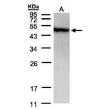 PIST Antibody from Signalway Antibody (35435) - Antibodies.com