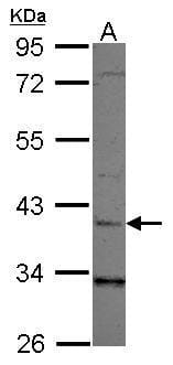 Sample (30 µg of whole cell lysate)  293T 10% SDS PAGE #35439 diluted at 1: 1000