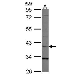 LRG1 Antibody from Signalway Antibody (35439) - Antibodies.com