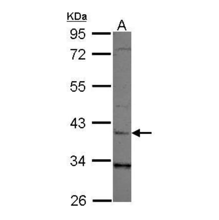 LRG1 Antibody from Signalway Antibody (35439) - Antibodies.com