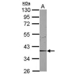 CDK9 Antibody from Signalway Antibody (35444) - Antibodies.com